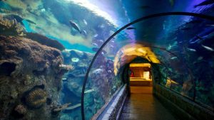 Shark Reef Aquarium Vegas 4 Shark Reef Aquarium Vegas 1